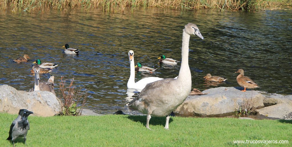 avistamiento de aves en Killarney Irlanda