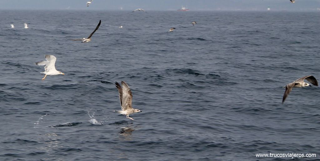 Avistamiento de pájaros en barco
