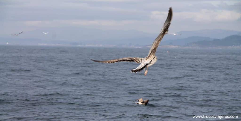Birdwatching en las Rías Baixas