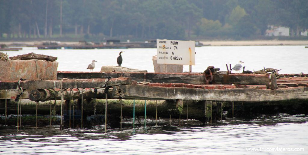 bateas de Arousa Cormoranes