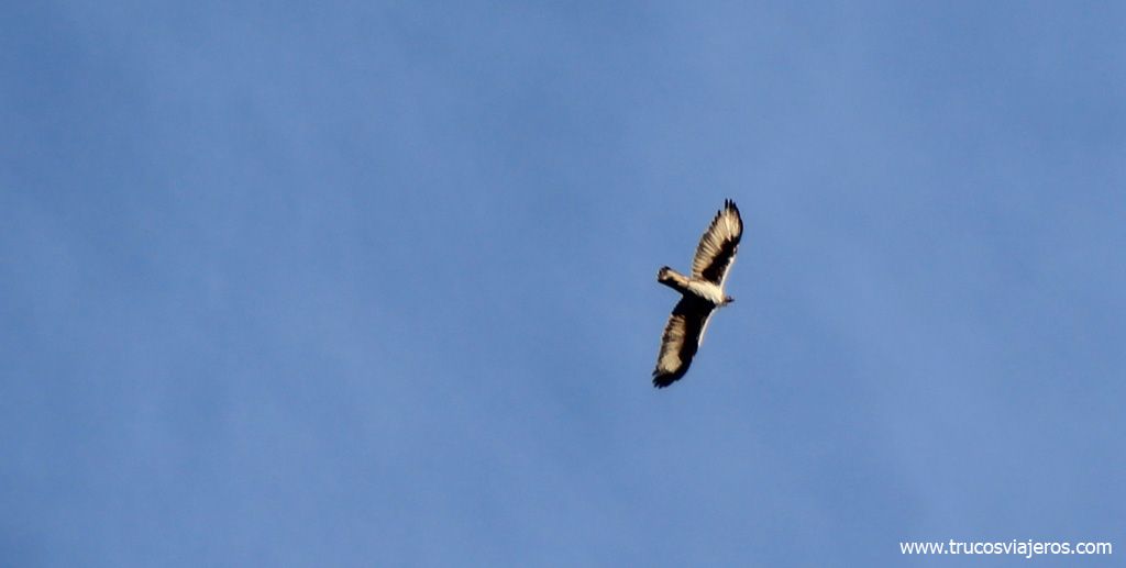 Buitre leonado aves península ibérica
