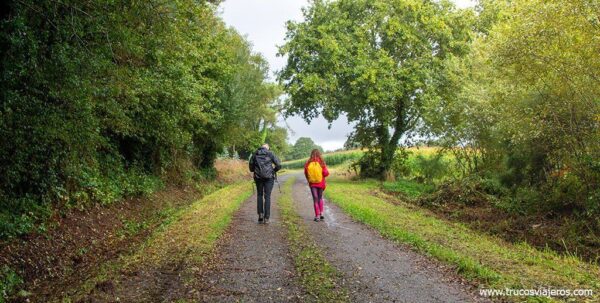 Camino de Santiago por bosques y cultivos