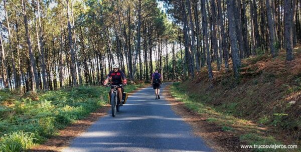 Camino de Santiago por los bosques de Lires