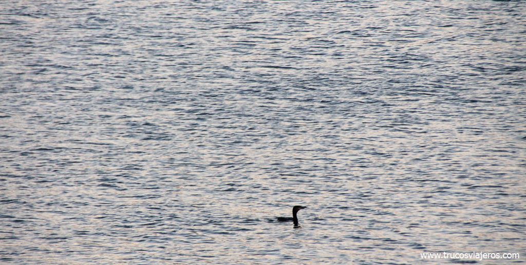 Cormorán