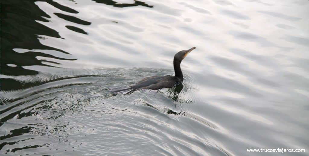 Cormoranes en Londres birdwatching