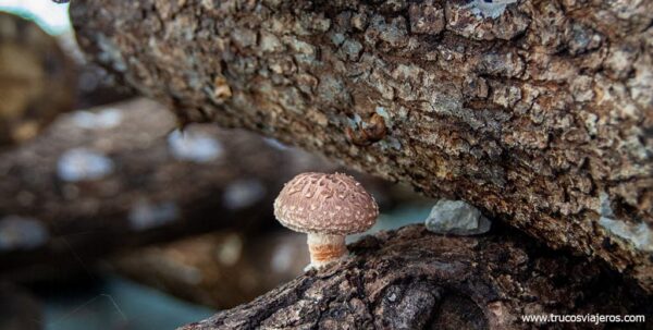 Cultivo de Setas Shiitake en Galicia