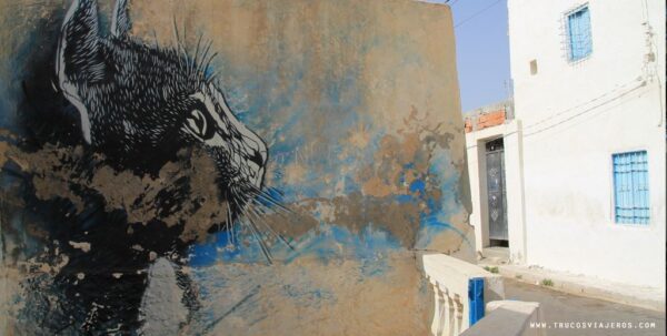 Djerba Cat