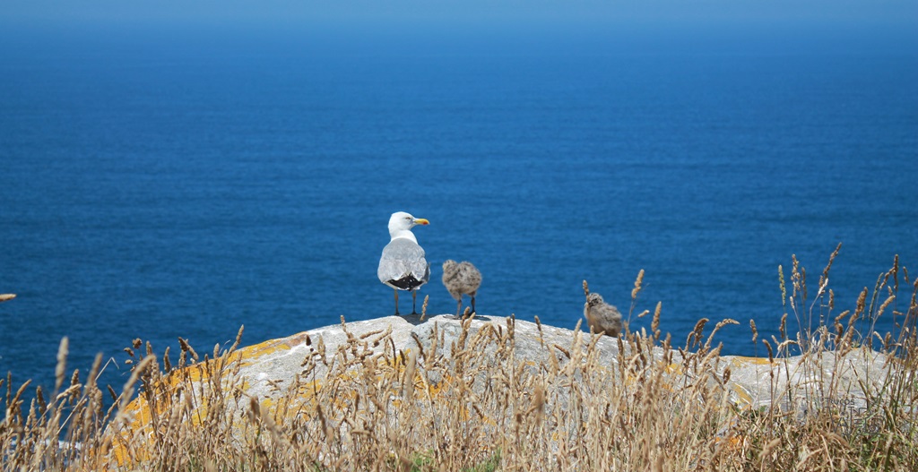Gaviotas en el Parque nacional Illas Atlánticas