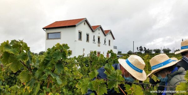 Quinta da Avessada visita y vendimia