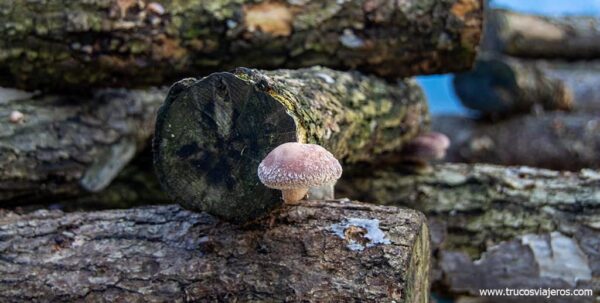 Setas shiitake Trives