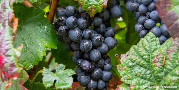 Uvas vino de Oporto Duero