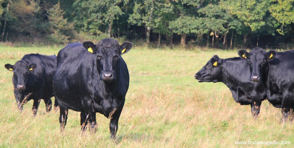Vacas pastando en Irlanda