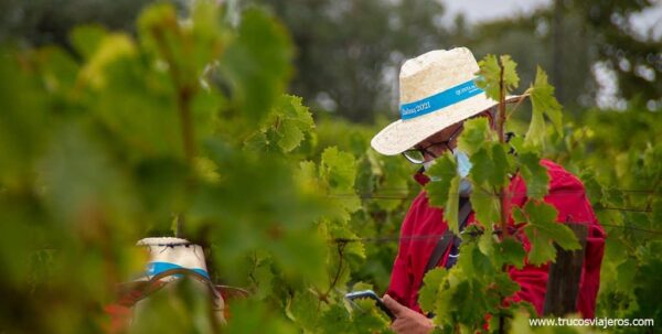 Vendimia Quinta da Avessada