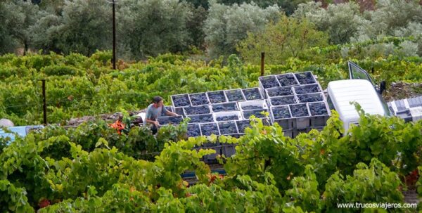 Vendimia en el Alto Douro Vinhateiro