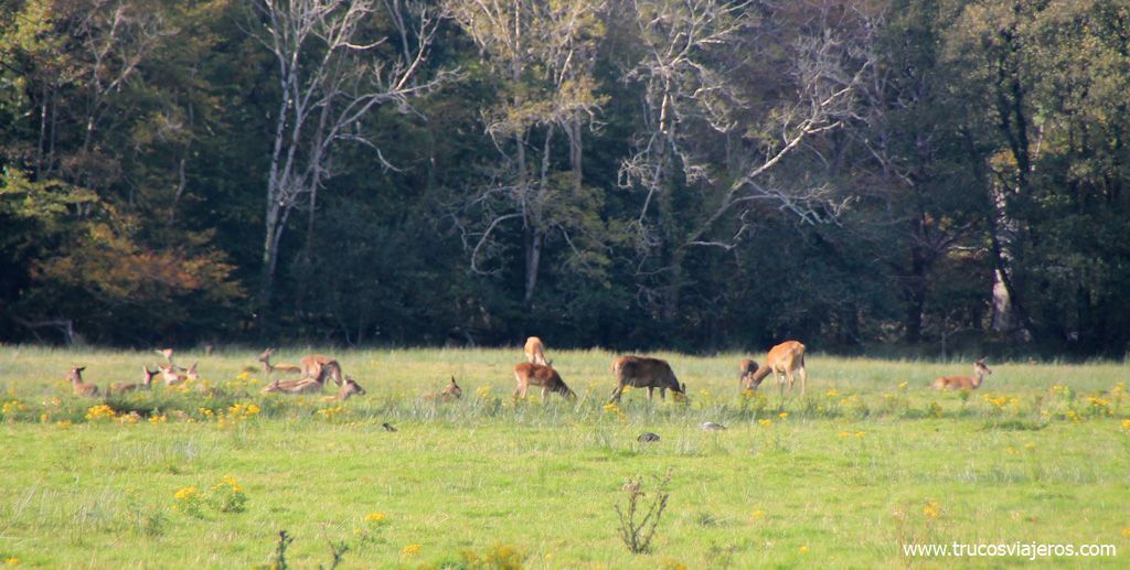 dónde ver ciervos salvajes en Irlanda