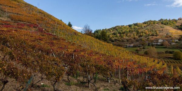 Viñedos de la Ribeira Sacra