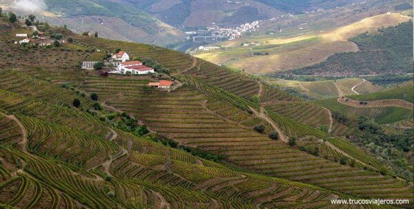 Viñedos en Portugal